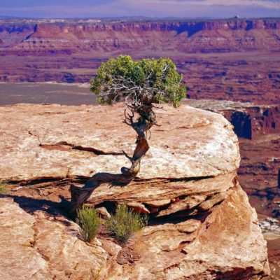 https://www.sylvain-seyrig-coach.fr/wp-content/uploads/2022/03/gnarled-live-utah-juniper-3924283_1920-400x400.jpg